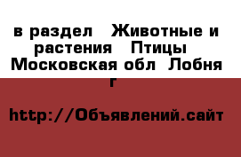  в раздел : Животные и растения » Птицы . Московская обл.,Лобня г.